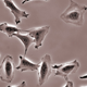 Image for article titled The Human Cells We Use For Research Are Kind of A Genetic Disaster